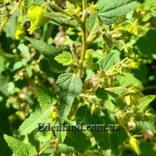 Зображення Павонія місії - Pavonia missionum