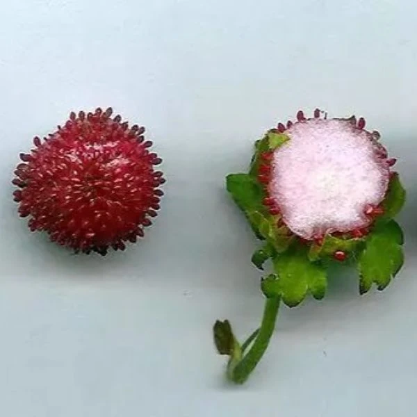 Изображение Лапчатка индийская  - Potentilla indica 