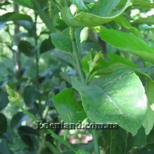 Изображение Апельсины,  мандарины, лимоны и клементины крупномеры.