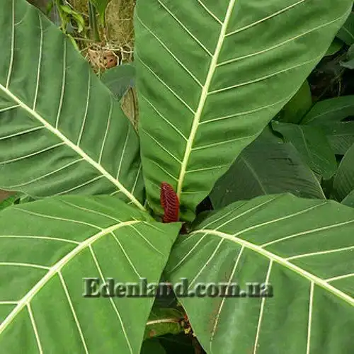 Изображение листья