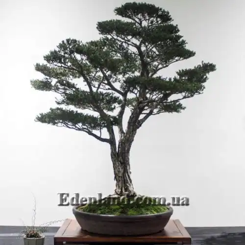 Изображение Мелалеука вересколистная - Melaleuca ericifolia