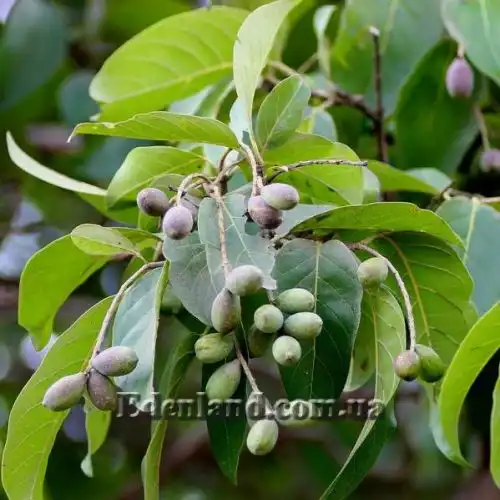 Изображение Терминалия Чебула   - Terminalia chebula 