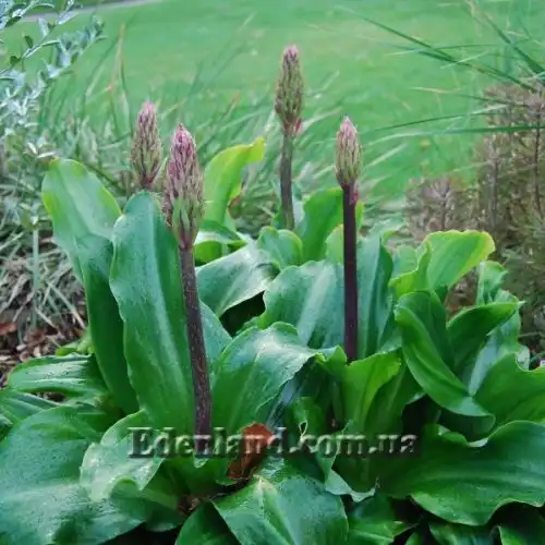 Изображение Вельтгеймия прицветниковая - Veltheimia bracteata 