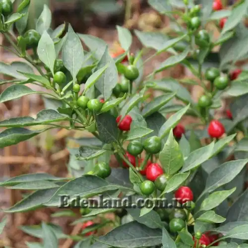 Изображение Перец Поцелуй Сатаны - Satans Kiss Pepper