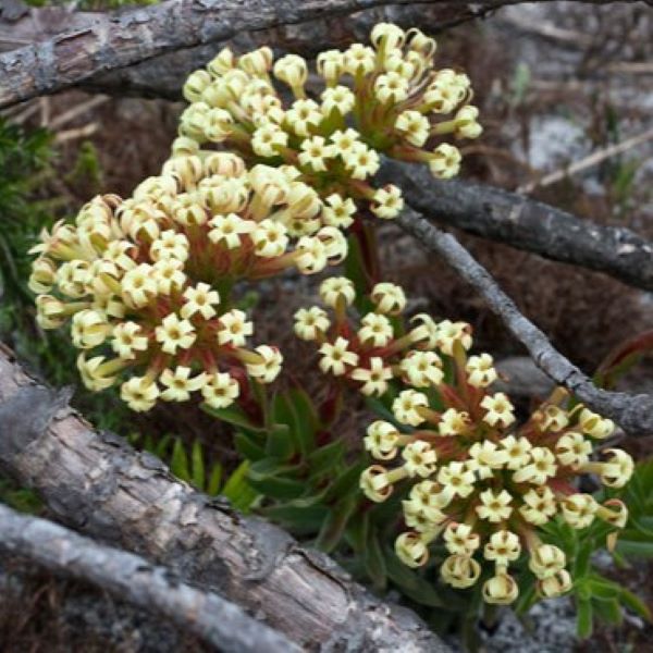 Зображення Крассула пучкувата - Crassula fascicularis  