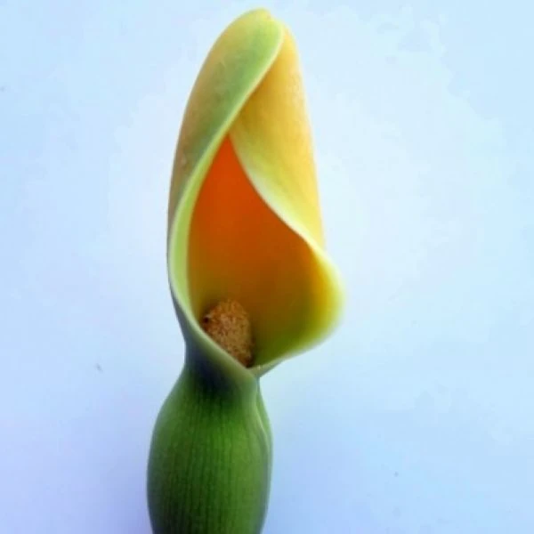 Изображение Ремусатия Гукера   - Remusatia hookeriana 