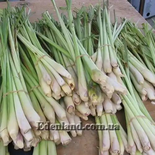 Изображение Цимбопогон извилистый - Cymbopogon flexuosus