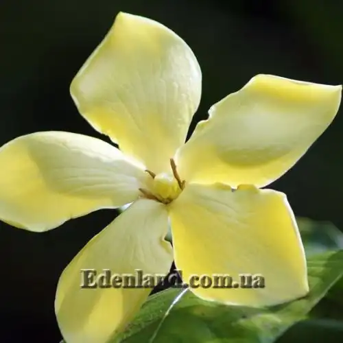 Изображение Гардения золотая - Gardenia sootepensis