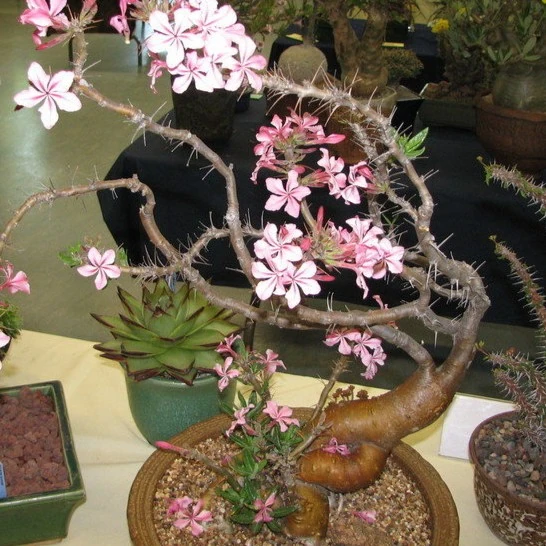 Зображення Пахіподіум сукулентний  - Pachypodium succulentum 