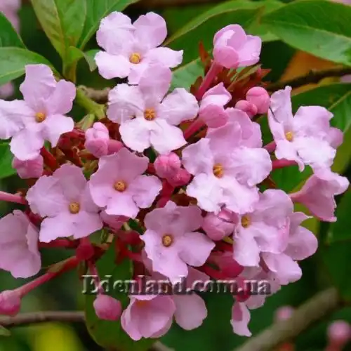 Зображення Лукулія приємна - Luculia gratissima