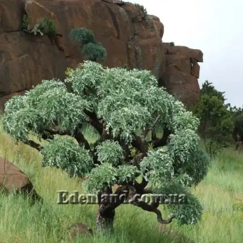 Изображение Куссония метельчатая подвид выемчатая - Cussonia paniculata subsp. sinuata 