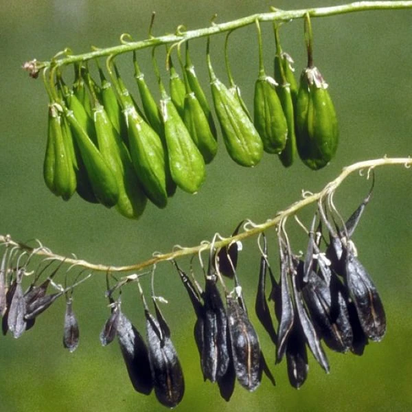 Изображение зеленые и созревшие стручки
