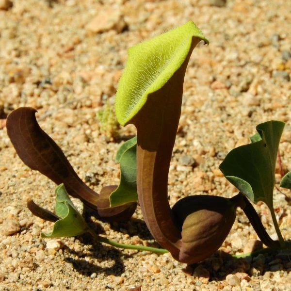 Зображення Хвилівник (Аристолохія) чилійський - Aristolochia chilensis 