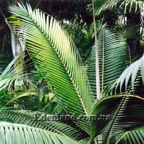 Изображение Диктиосперма белая разн. Соединенная - Dictyosperma album var. Conjugatum 