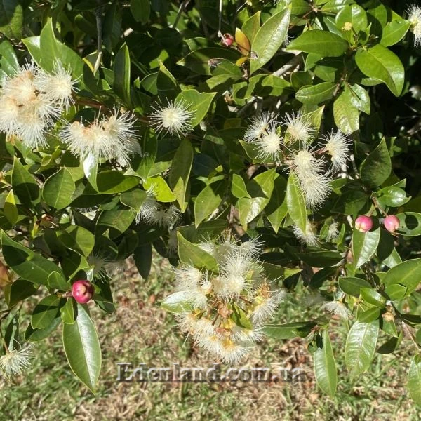 Изображение цветение