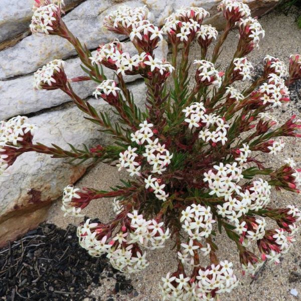 Зображення Крассула пучкувата - Crassula fascicularis  