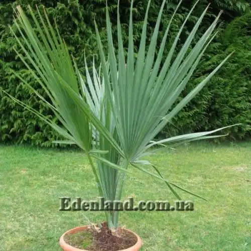 Зображення Сабаль малий - Sabal minor