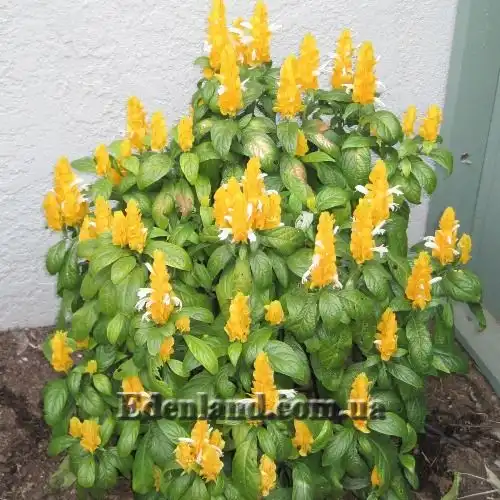 Изображение Пахистахис желтый - Pachystachys lutea