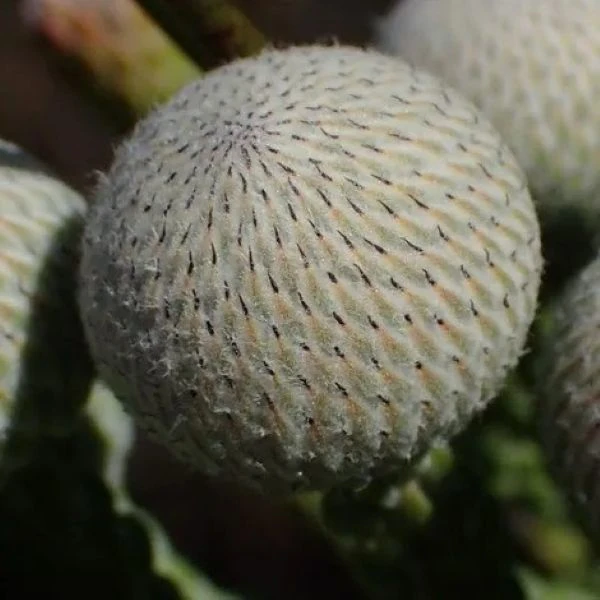 Изображение Бруния гладкая  - Brunia laevis