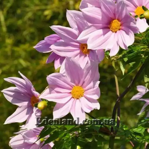 Зображення Жоржина імператорська - Dahlia imperialis