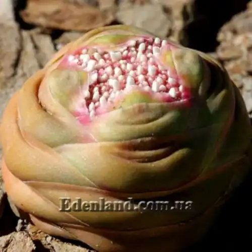 Изображение Крассула столбчатая - Crassula columnaris