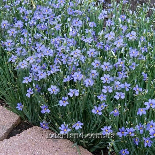 Сизірінхіум вузьколистий - Sisyrinchium angustifolium