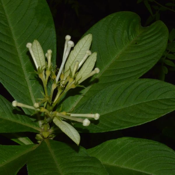Зображення Неогіменопогон паразитичний - Neohymenopogon parasiticus 