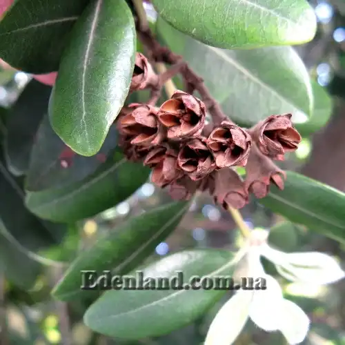 Изображение Метросидерос высокий - Metrosideros excelsa