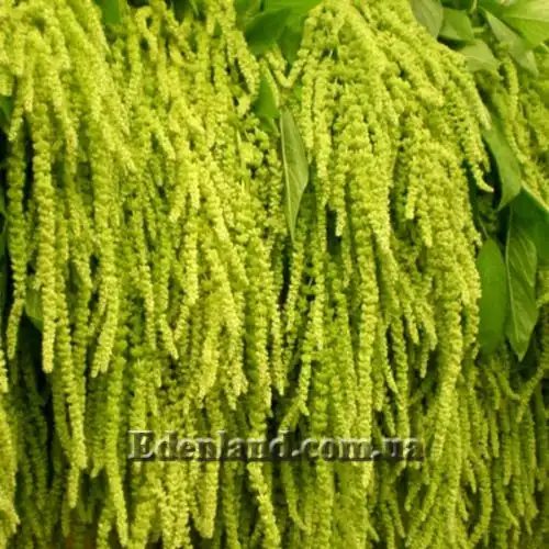 Изображение Амарант хвостатый белый - Amaranthus caudatus var.albiflorus