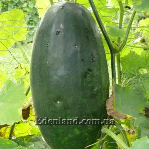 Изображение Бенинказа щетинистая Кантский гигант - Benincasa hispida Canton Giant