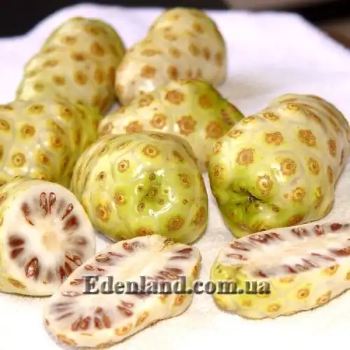 Изображение Моринда цитрусолистная - Morinda citrifolia