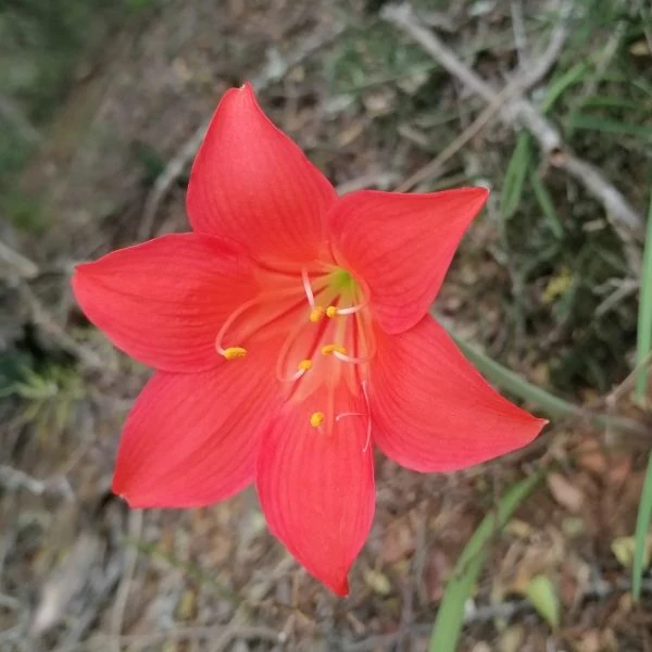 Изображение Циртантус кроваво-красный  - Cyrtanthus sanguineus