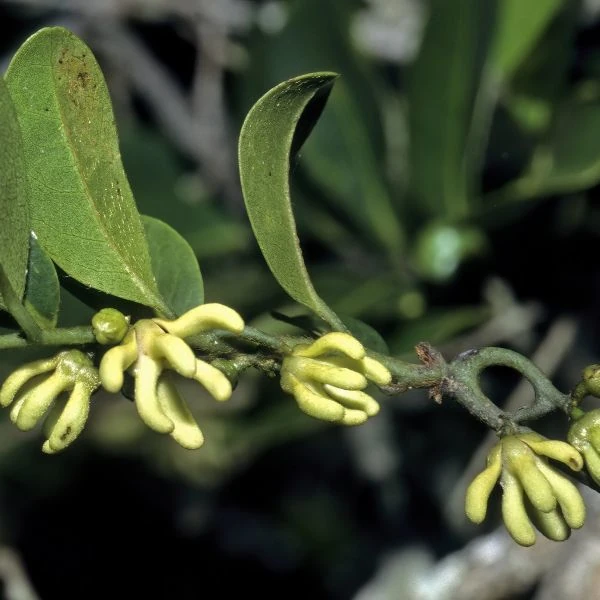 Изображение цветы