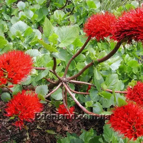 Изображение соцветия на концах ветвей