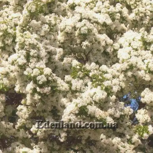 Изображение Хионантус притупленный  - Chionanthus retusus 