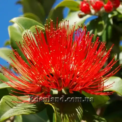 Изображение Метросидерос высокий - Metrosideros excelsa