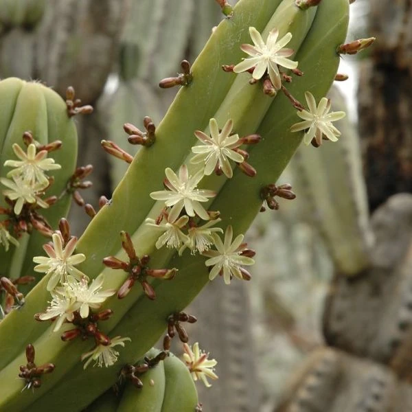 Зображення Міртилокактус геометричний - Myrtillocactus geometrizans 