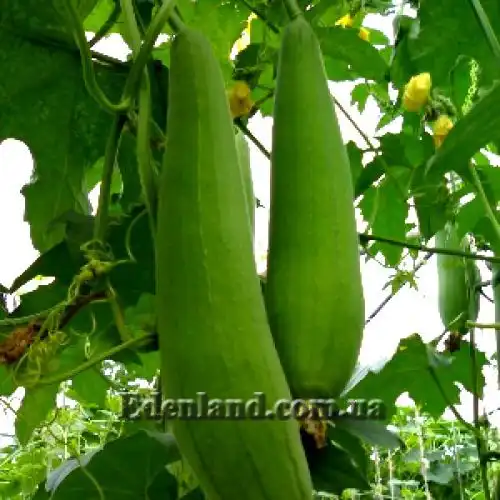Люффа цилиндрическая - Luffa cylindrical