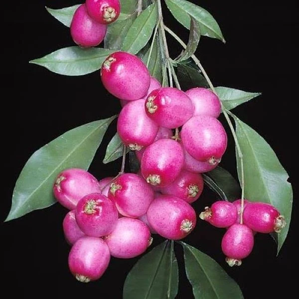 Сізігіум волотистий - Syzygium paniculatum