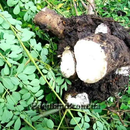 Изображение корень