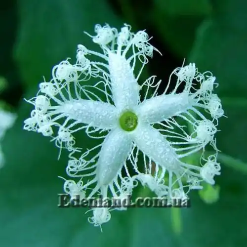 Изображение Трихозант, змеевидный огурец - Trichosanthes cucumerina