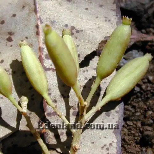 Изображение Цинхона пушистая - Cinchona pubescens