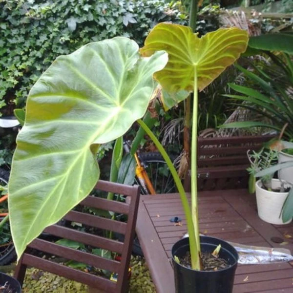 Изображение Ремусатия Гукера   - Remusatia hookeriana 