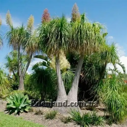 Изображение Бокарнея отогнутая - Beaucarnea recurvata