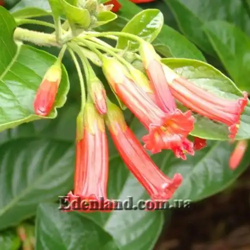 Изображение Иохрома фуксиевидная - Iochroma fuchsioides 