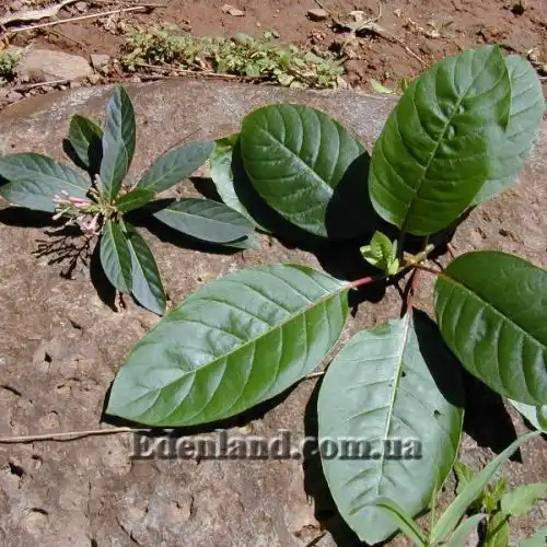 Изображение Цинхона пушистая - Cinchona pubescens