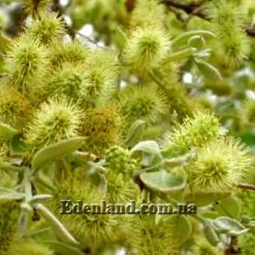 Изображение Комбретум краснолистный - Combretum erythrophyllum 