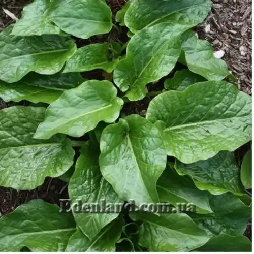 Изображение Кардиокринум сердцевидный - Cardiocrinum cordatum