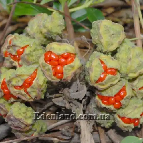 Изображение Бомарея многоцветковая  - Bomarea multiflora