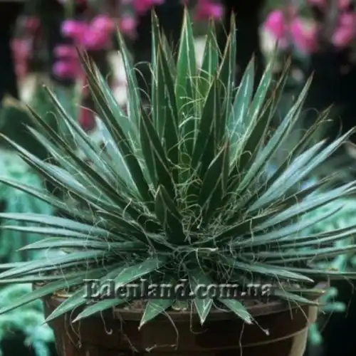 Зображення Агава нитконосна - Agave filifera